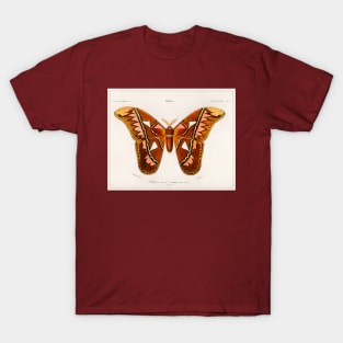 Attacus Atlas Moth (1892) T-Shirt